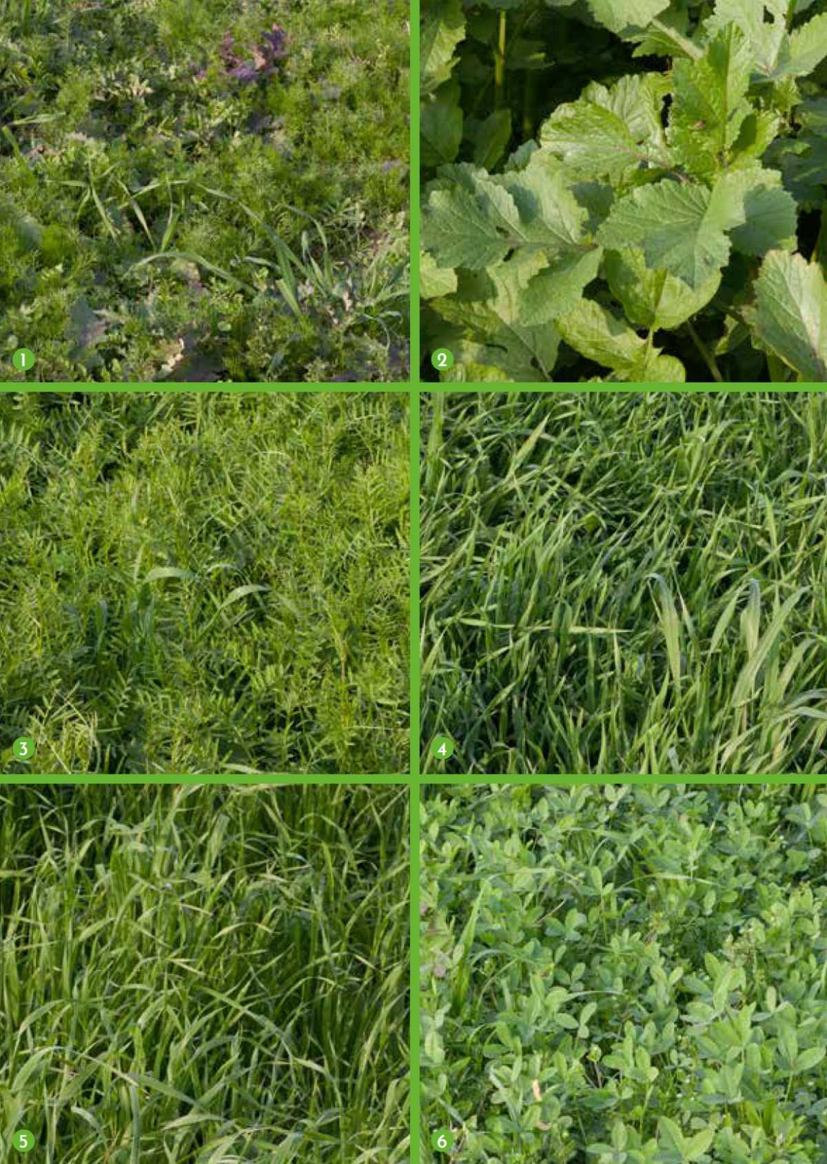 Controllo inerbito (1); senape bianca (2); Veccia villosa (3); Avena strigosa (4); segale (5); trifoglio alessandrino (6). La semina è stata eseguita il 6 settembre